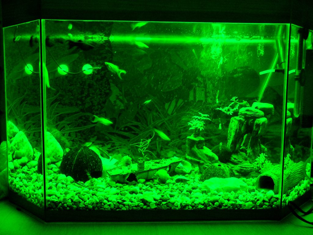 Аквариум в зеленом свете