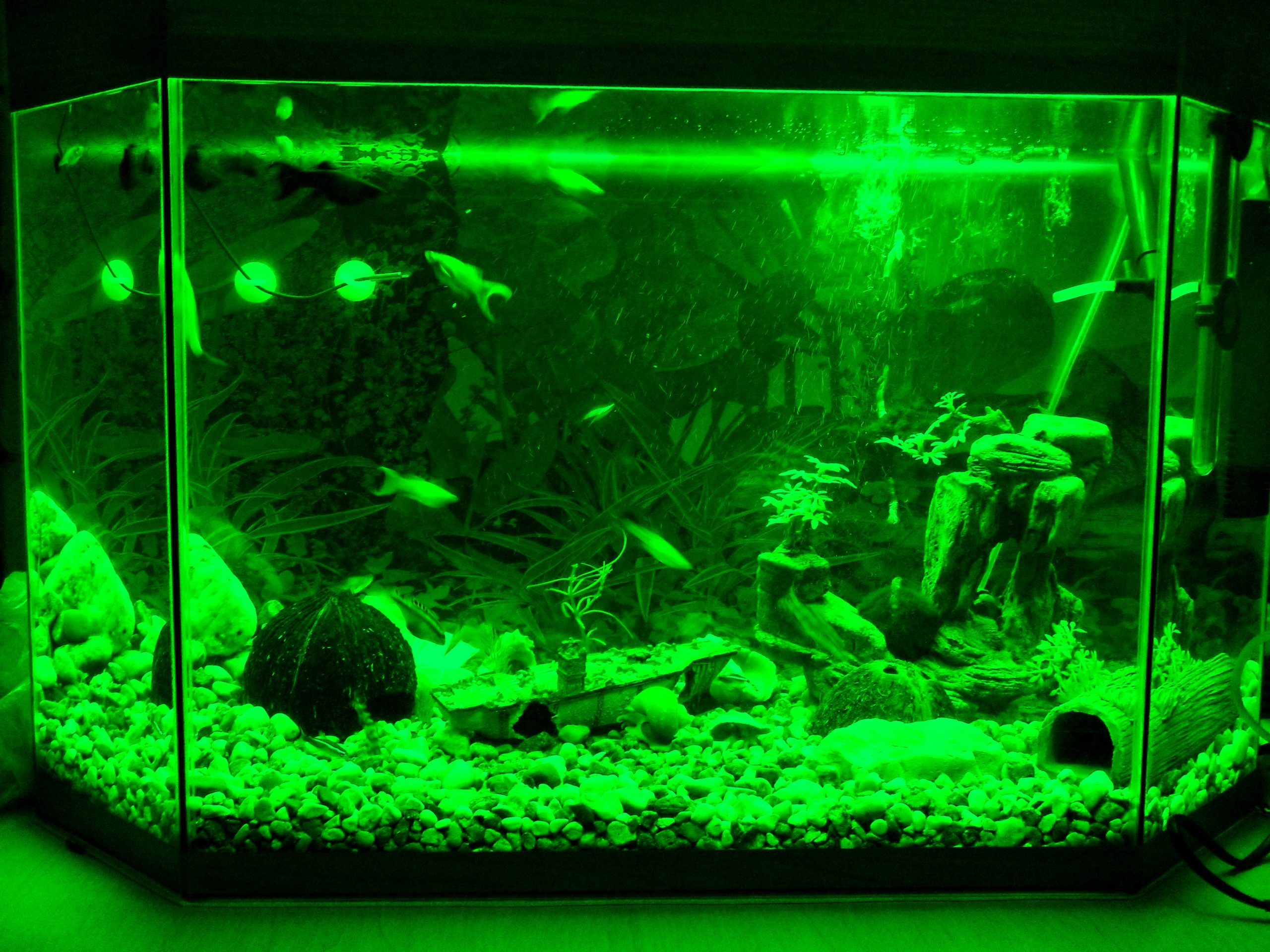 Аквариум в зеленом свете